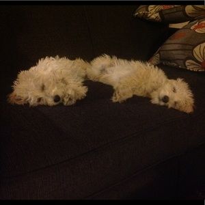 Meet your Posher, David